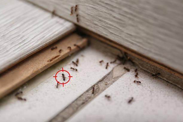 Spider Control Near Me in Sonora, TX