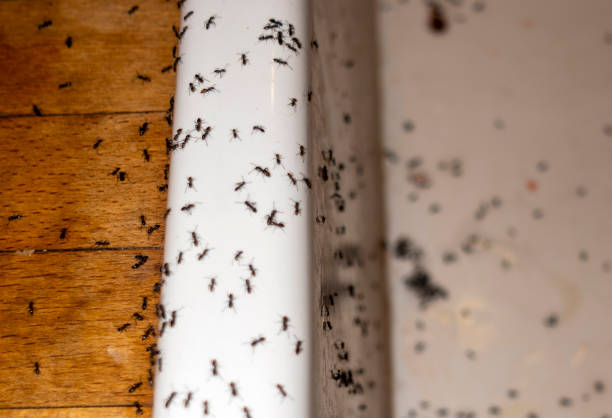 Best Commercial Pest Control Services  in Sonora, TX