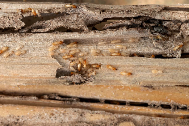 Bird Control in Sonora, TX